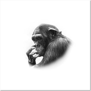 Chimpanzee Posters and Art